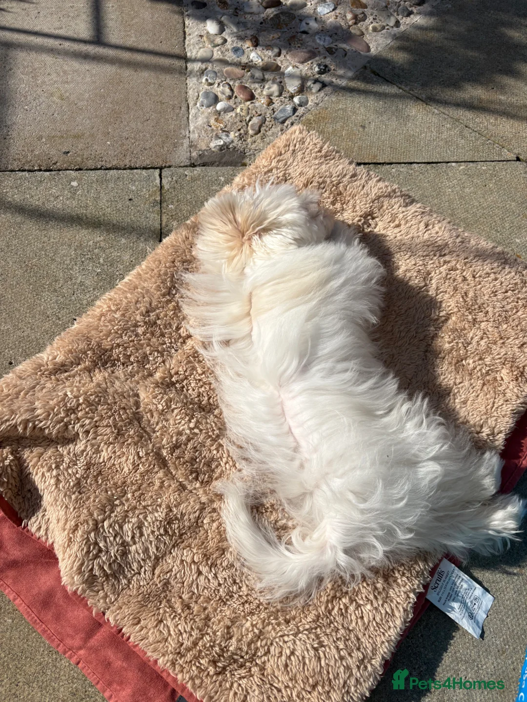 Maltese dogs for sale: KC registered 6 month old male Maltese  - Advert 4