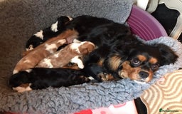 Cavalier King Charles Spaniel dogs for sale: King Charles cavalier  - Advert 1