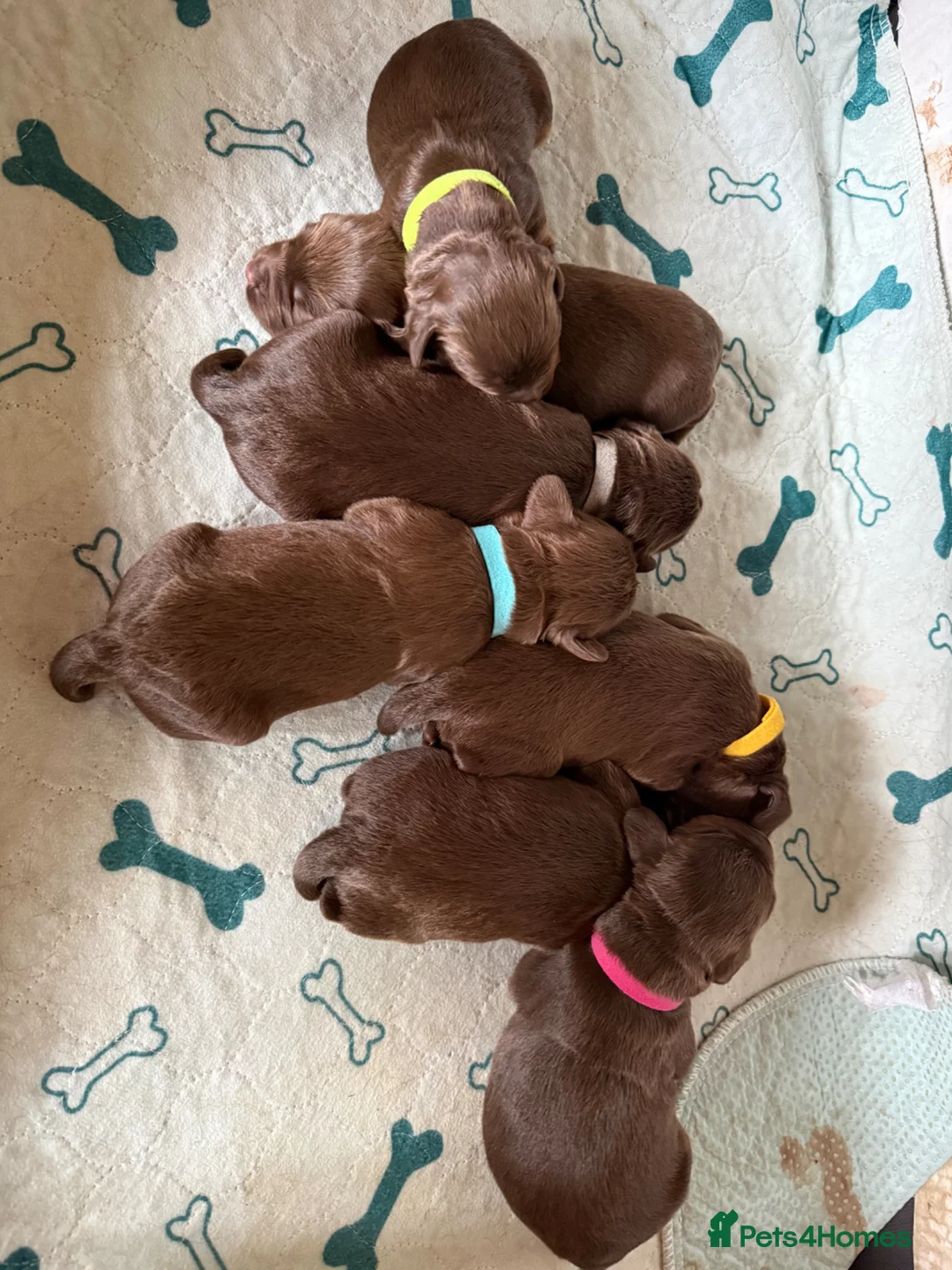 Cocker Spaniel dogs for sale: 🐾 KC Registered Working Cocker Spaniel Puppies 🐾 - Advert 2