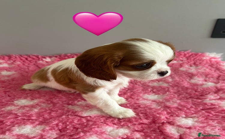 Cavalier King Charles Spaniel dogs - Advert 1