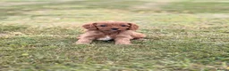 Cavapoo dogs for sale: Beautiful Cavapoo Litter of five for sale.  - Advert 2