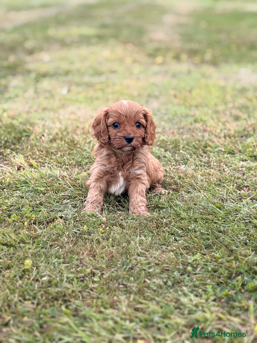 Cavapoo dogs for sale: Beautiful Cavapoo Litter of five for sale.  - Advert 2