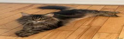 Maine Coon cats for sale: Big & Chuncky Maine coon kittens in Braintree - Advert 4
