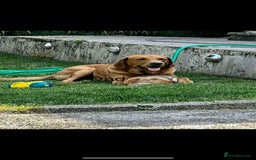Labrador Retriever dogs for sale: Labrador puppy’s  - Image 10