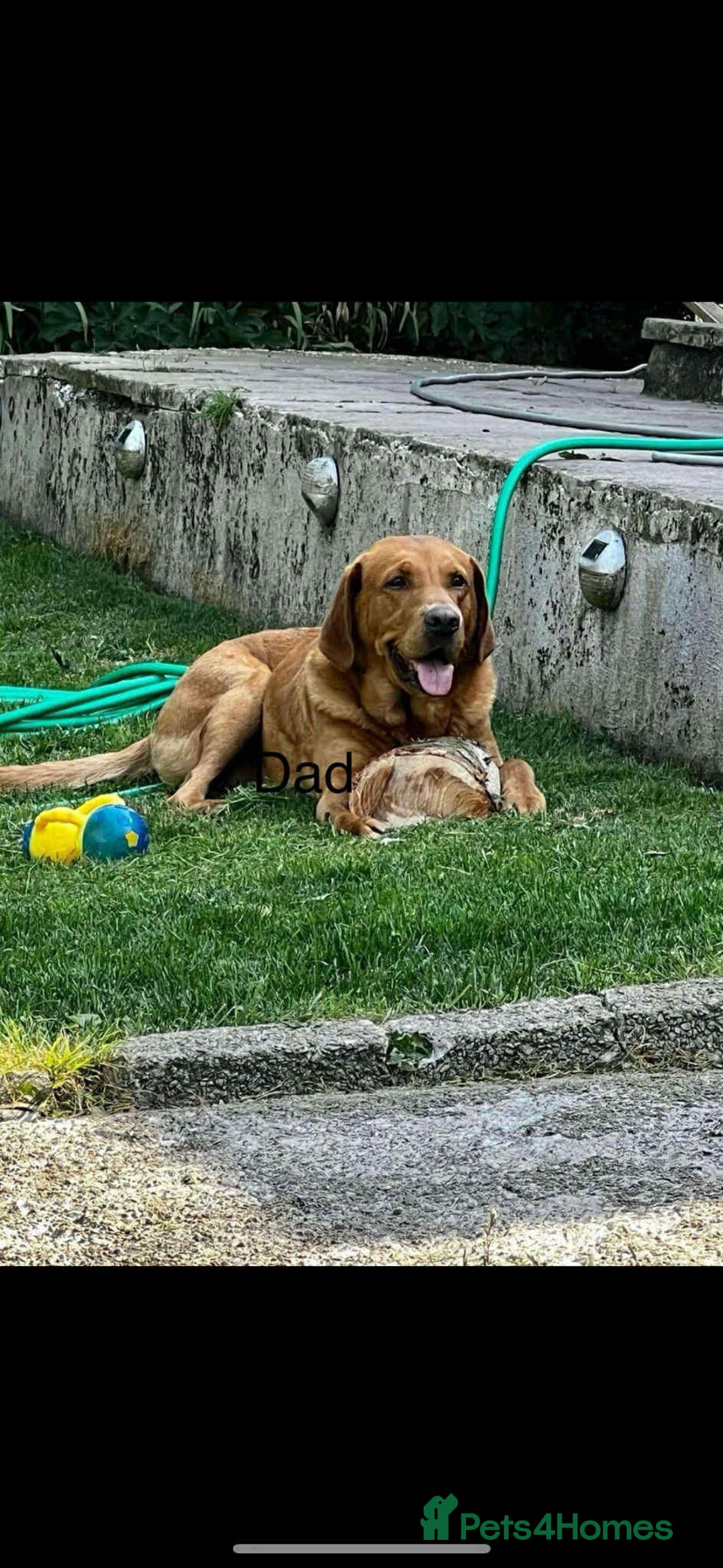 Labrador Retriever dogs for sale: Labrador puppy’s  - Image 10