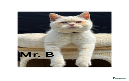 British Shorthair cats for sale: Adorable British Shorthair Kittens. in Clitheroe - Image 3