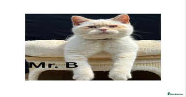 British Shorthair cats in Clitheroe - Advert 8