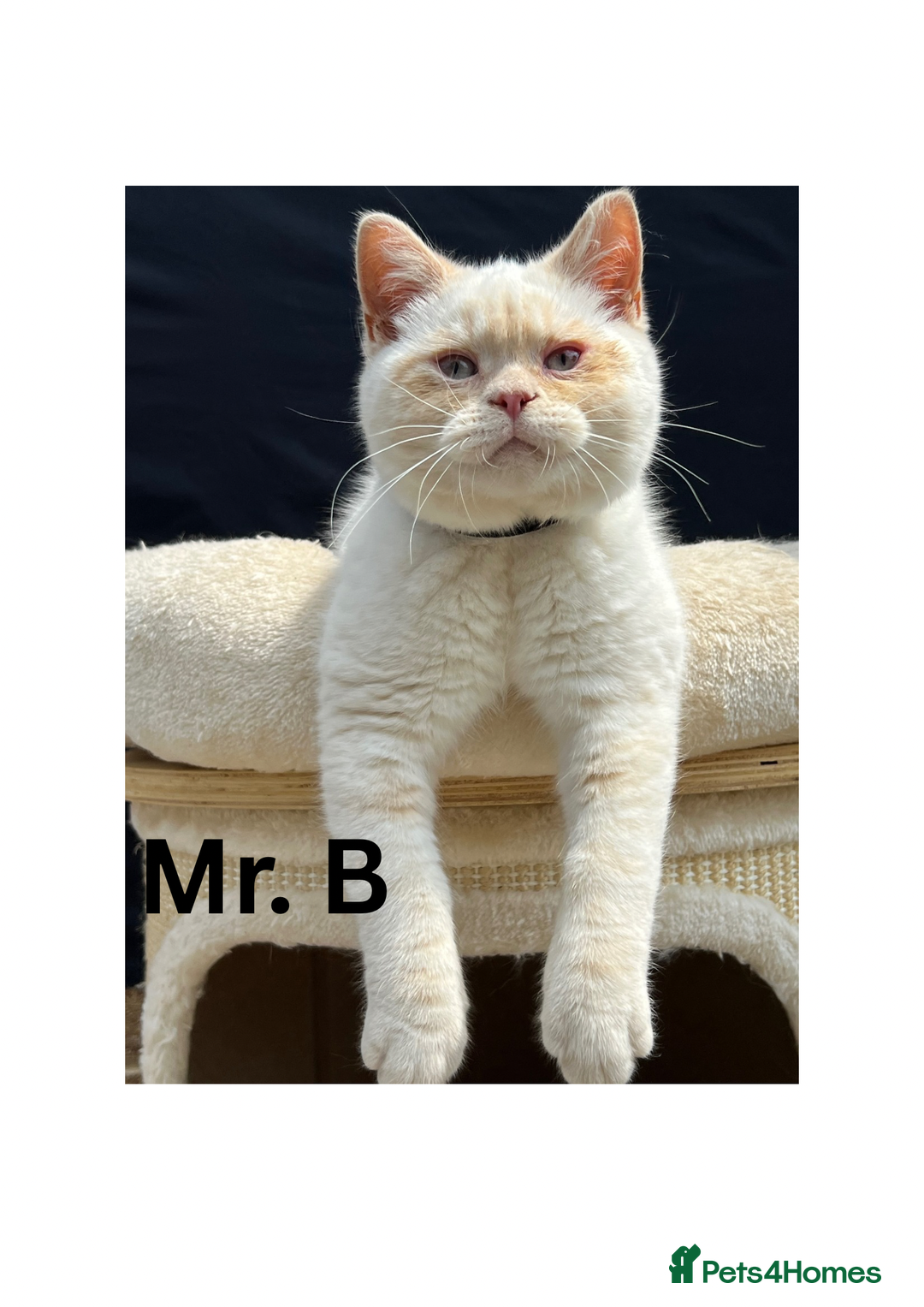British Shorthair cats for sale: Adorable British Shorthair Kittens. in Clitheroe - Image 3