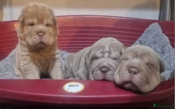 Shar Pei dogs for sale: Male Shar peis - Image 1