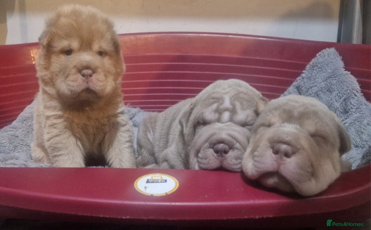 Shar Pei dogs - Advert 7