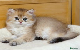 British Longhair cats for sale: A Super Adorable Black Golden Shaded Boy - Image 1