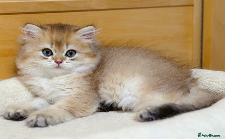 British Longhair cats - Advert 7