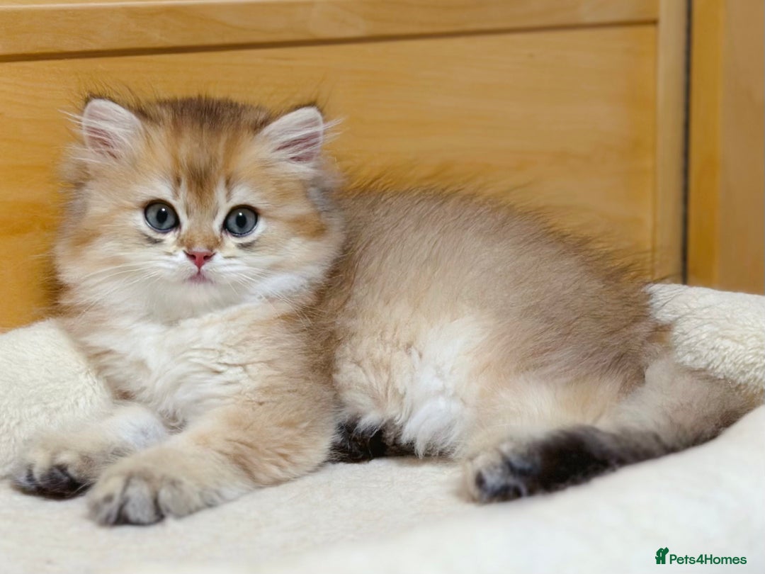 British Longhair cats for sale: A Super Adorable Black Golden Shaded Boy - Image 1