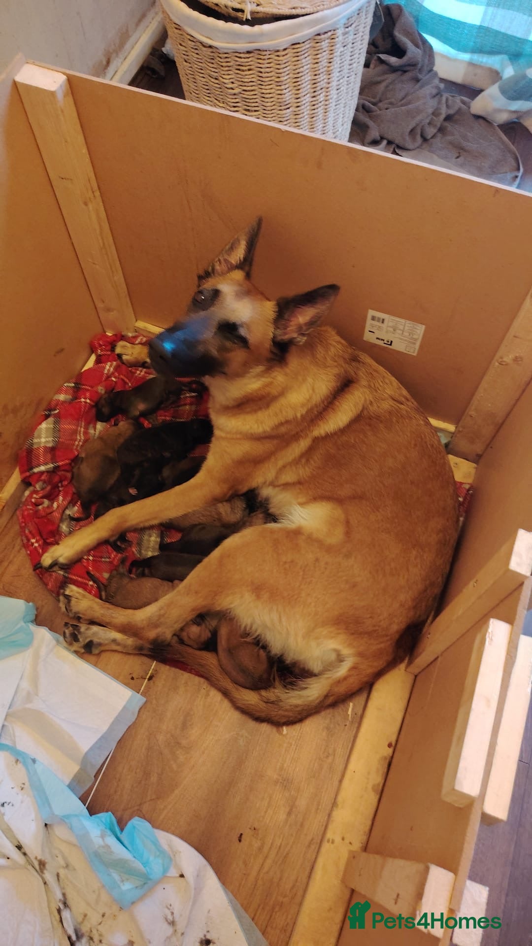 Mixed Breed dogs Belgian Malinois x Dutch Herder - Advert 2