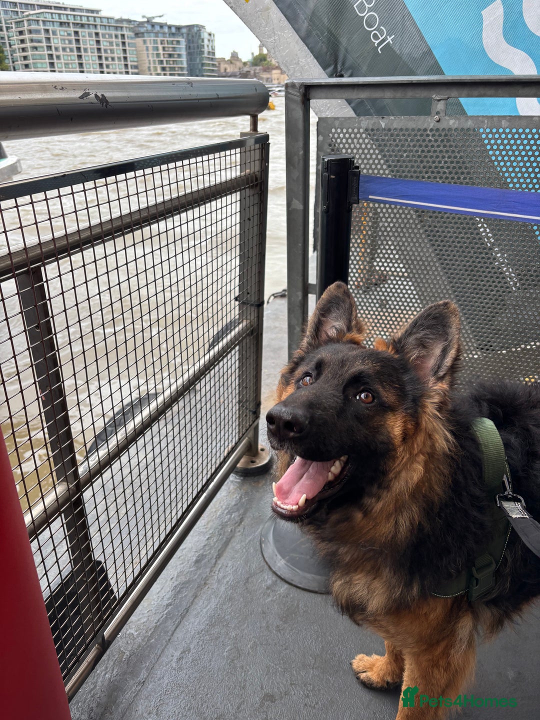 German Shepherd dogs for sale: Rehoming 1 Year Old Male German Shepherd - Advert 11