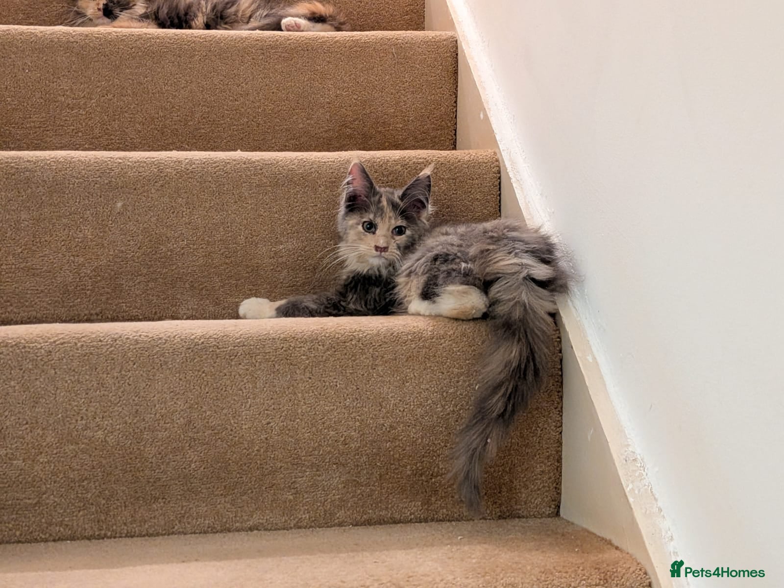 Maine Coon cats Pure maine coon kittens for sale - Advert 9