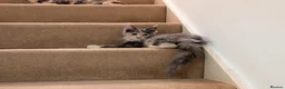 Maine Coon cats for sale: Pure maine coon kittens for sale - Advert 5