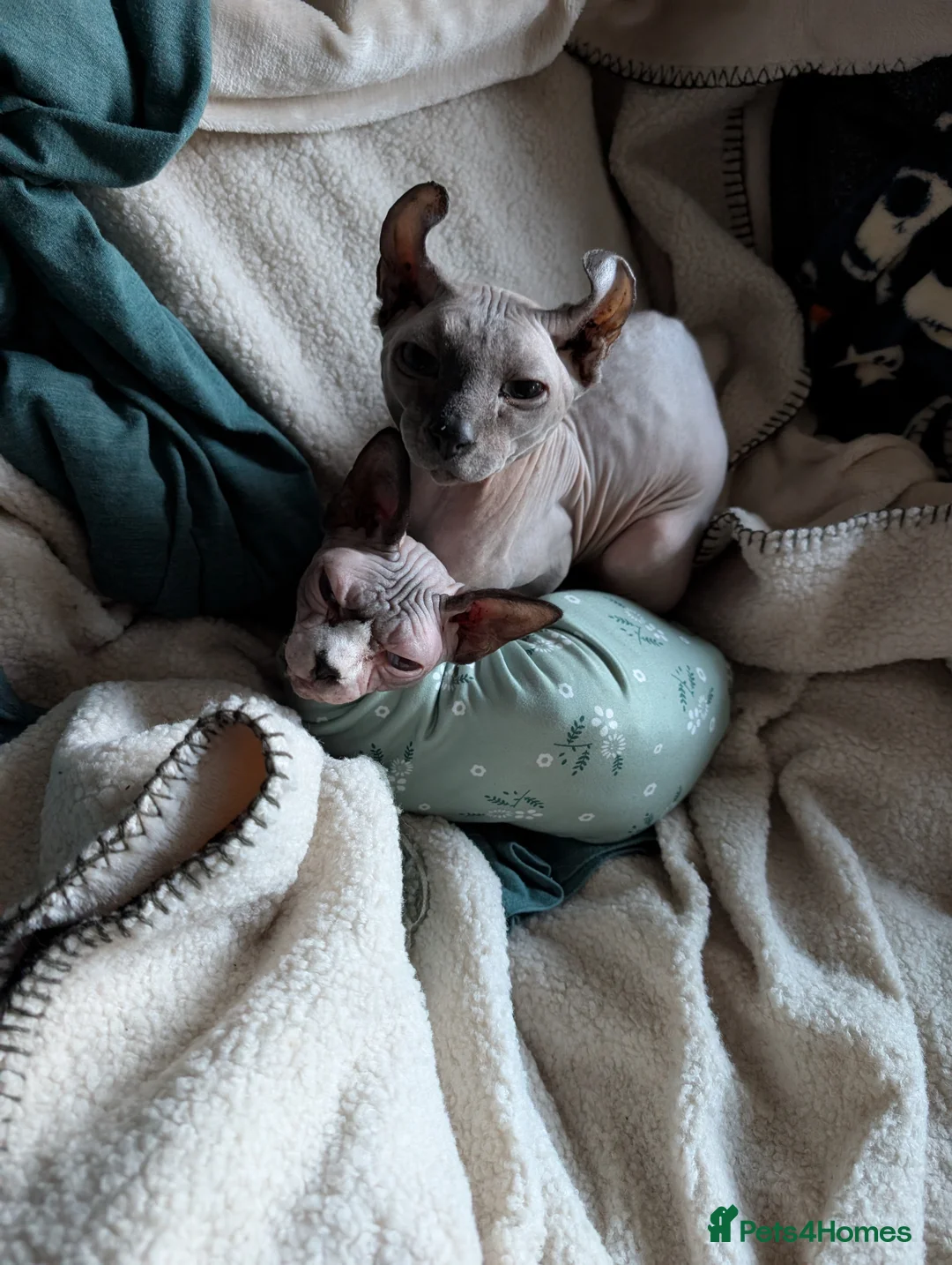 Sphynx cats for sale: Sphynx kittens  - Advert 2