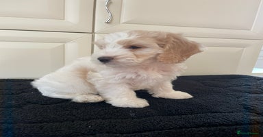 Cockapoo dogs - Advert 4