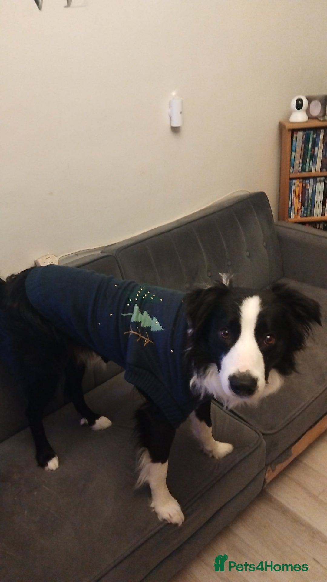 Border Collie dogs for sale: BaileyBoy - Advert 14