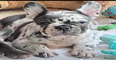 French Bulldog dogs - Advert 4