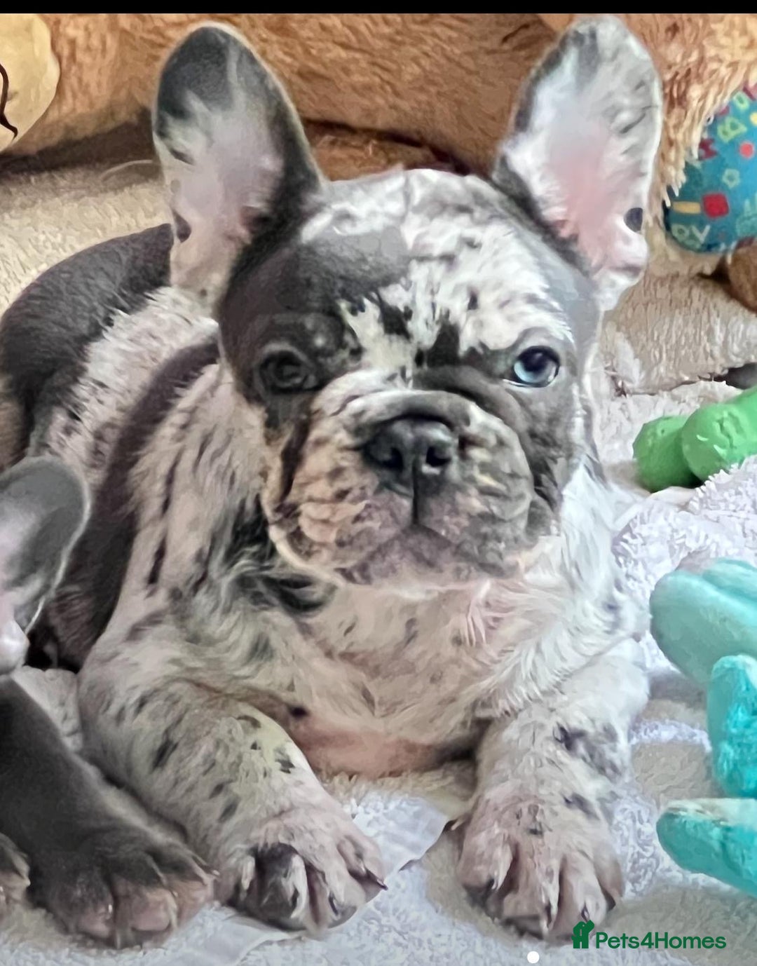 French Bulldog dogs for sale: French Bulldog 4 Boys and 3 girls  - Image 2