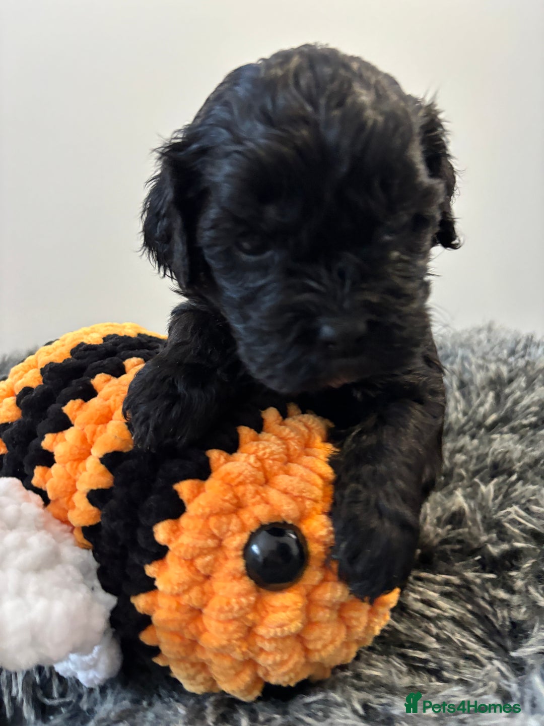 Mixed Breed dogs for sale: Beautiful Sproodle x Lhasa Apso Puppies - Advert 22