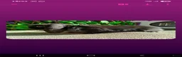 Mini Lop rabbits for sale: Mini lop - Advert 6