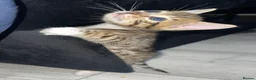 Mixed Breed cats for sale: Half bengal kittens - Advert 6