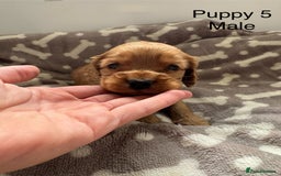 Cocker Spaniel dogs for sale: 🐾⭐️Exceptional ShowType Cocker Spaniel Puppys🐾⭐️ - Image 23