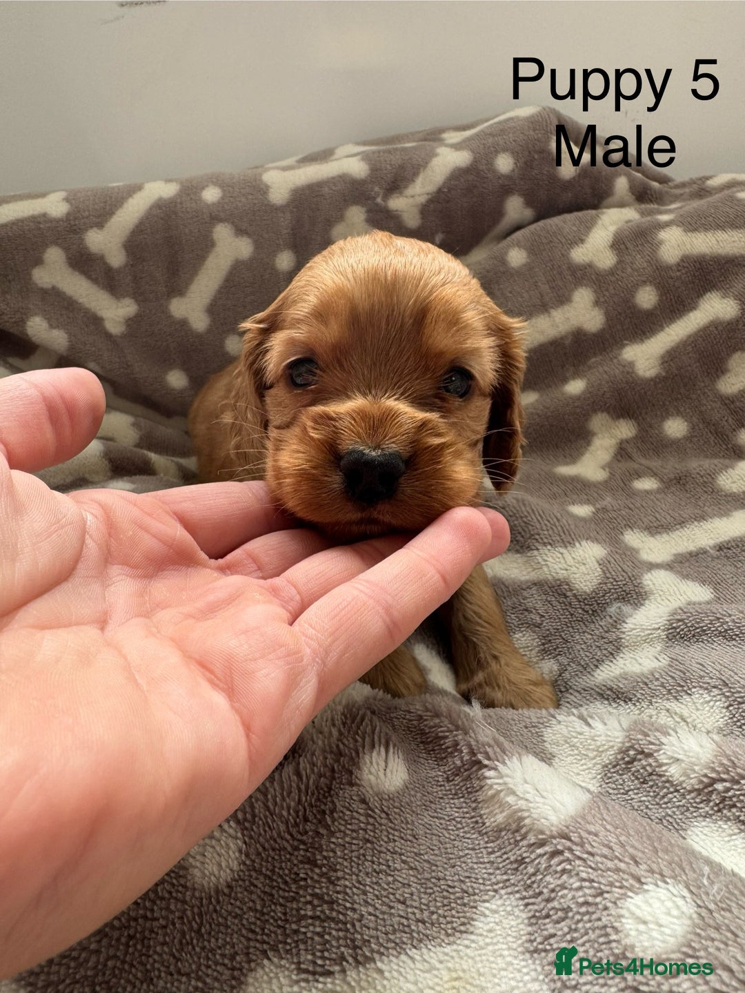 Cocker Spaniel dogs for sale: 🐾⭐️Exceptional ShowType Cocker Spaniel Puppys🐾⭐️ - Image 23