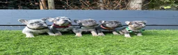 French Bulldog dogs for sale: Five unique fluffy carrier puppies ✔️ 🏠 🧬  - Advert 5