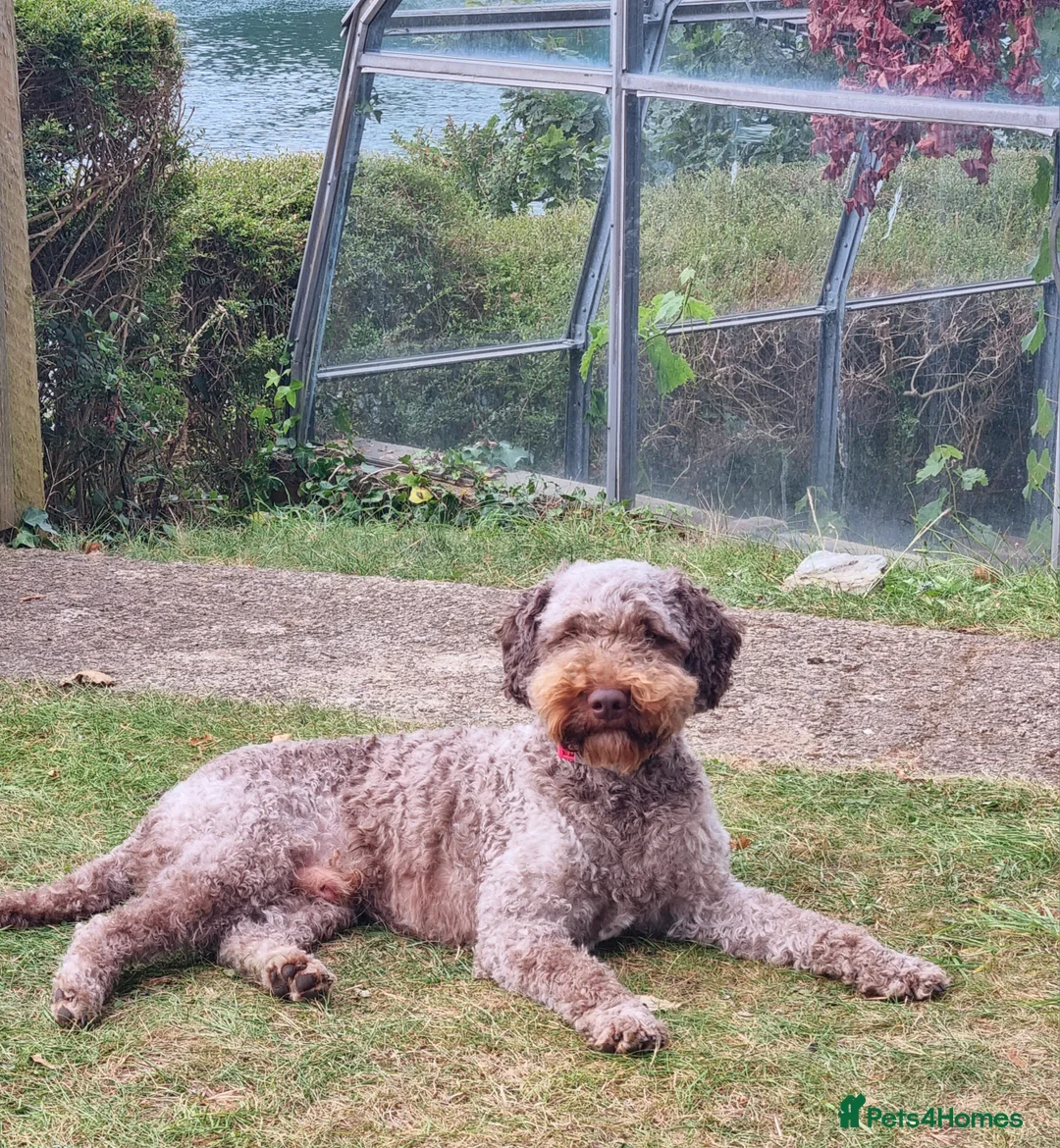 Cockapoo dogs for stud: Extensively DNA tested, experienced Cockapoo in Wrexham - Advert 5