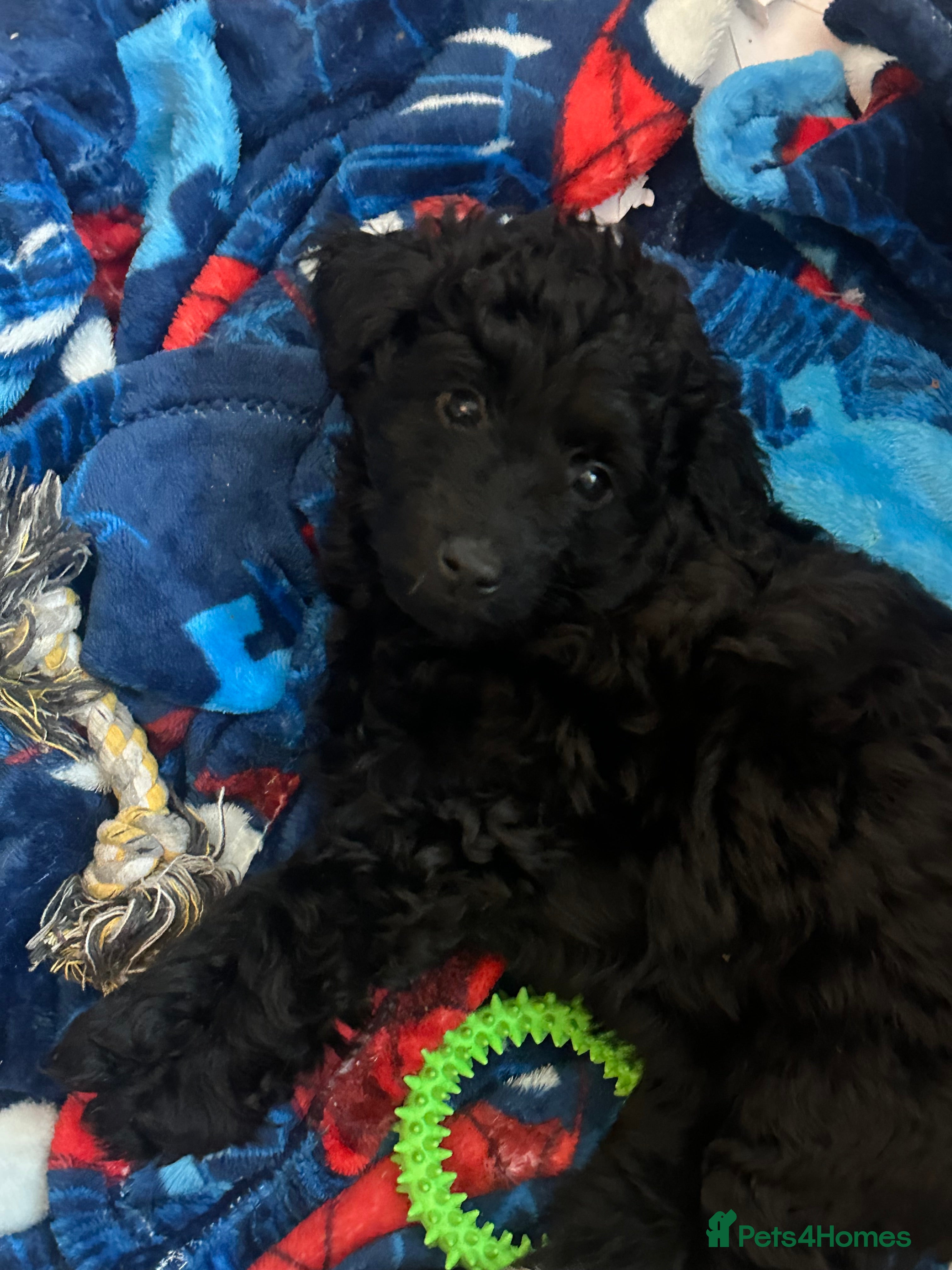 Labradoodle dogs Stunning small labradoodle  - Advert 5