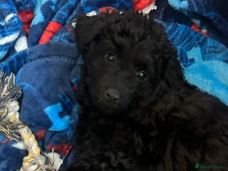 Labradoodle dogs Stunning small labradoodle - Advert 5