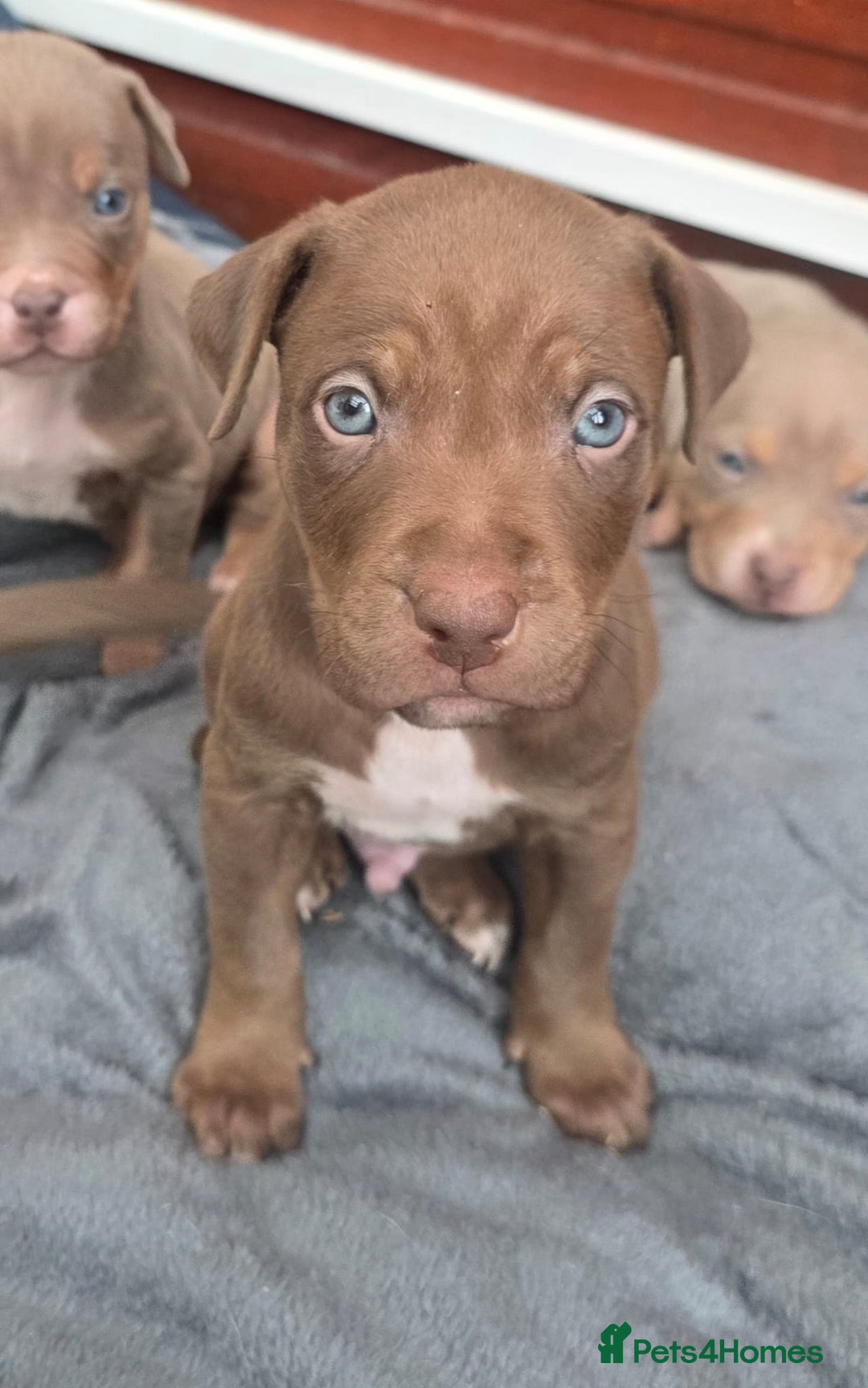 Mixed Breed dogs for sale: Doberman X Bully - Advert 3