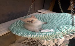 Ragdoll cats for sale: RARE RAGDOLL BABYS  - Image 8