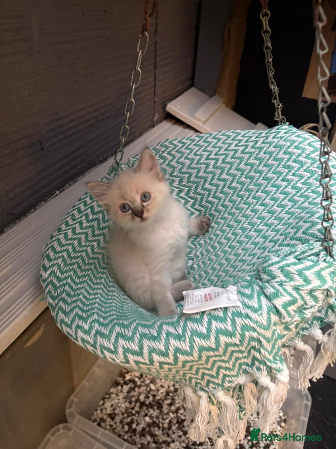 Ragdoll cats for sale: RARE RAGDOLL BABYS  - Image 8