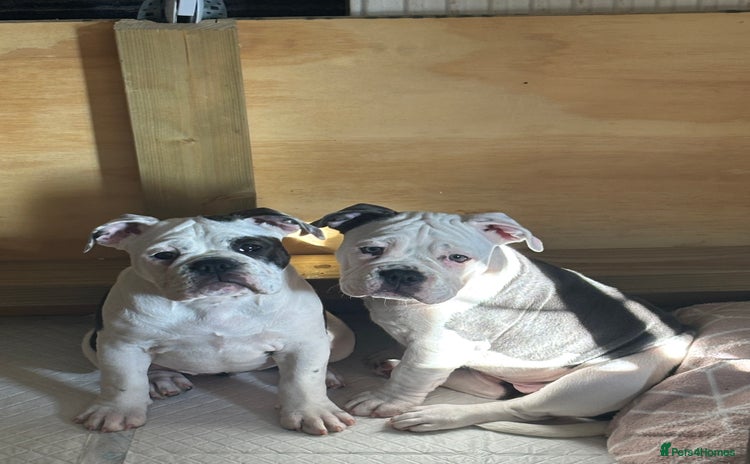 Olde English Bulldogge dogs - Advert 1