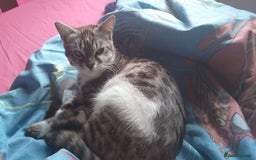 Bengal cats for sale: Imperial Bengal cross  - Image 1