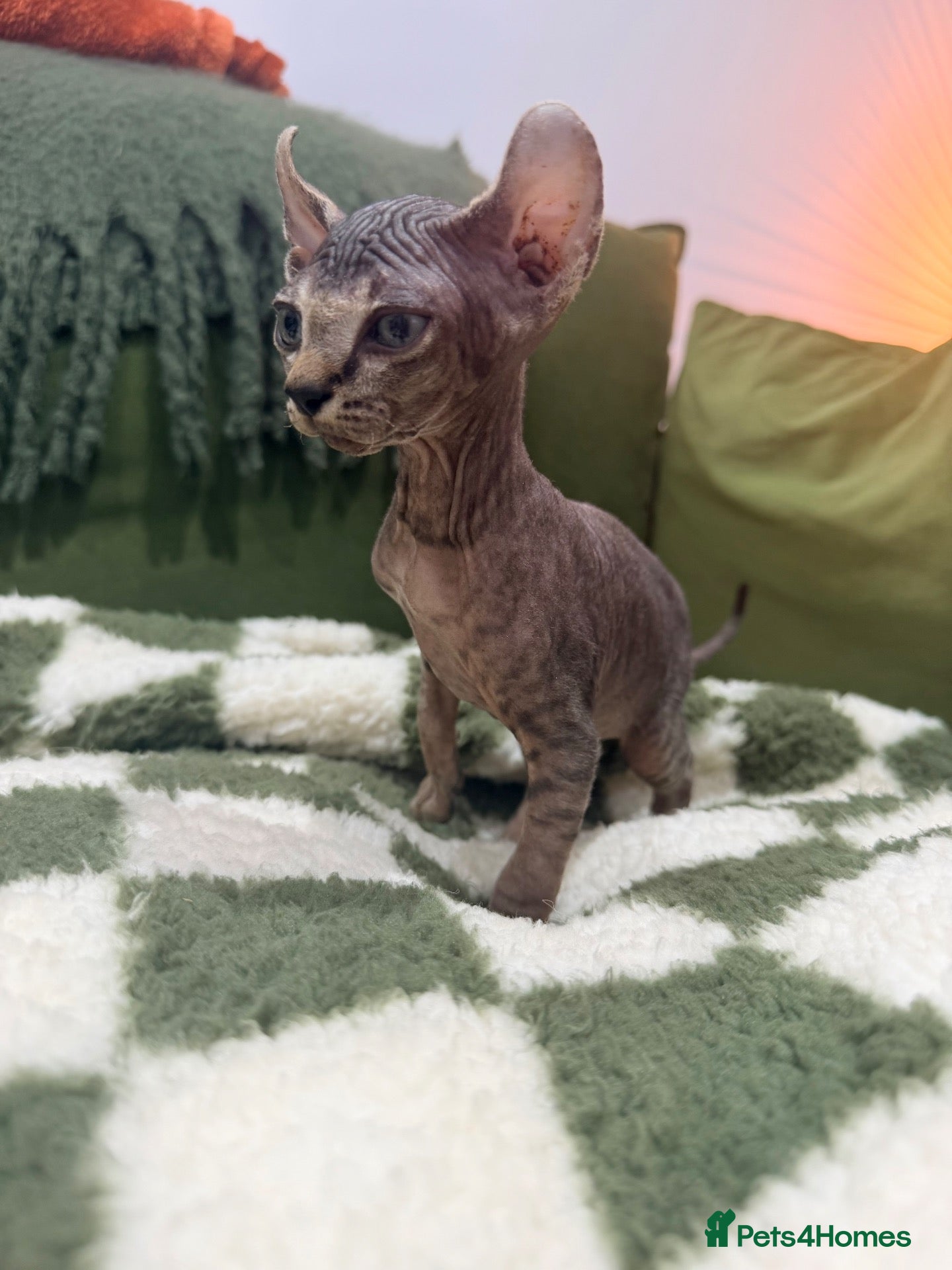 Sphynx cats Spynx kittens - Advert 6