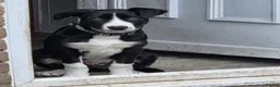 Border Collie dogs for sale: Male border collie - Advert 1