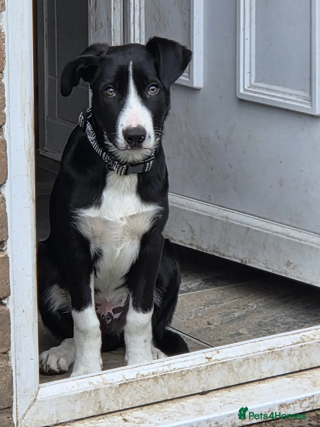 Border Collie dogs for sale: Male border collie - Advert 1