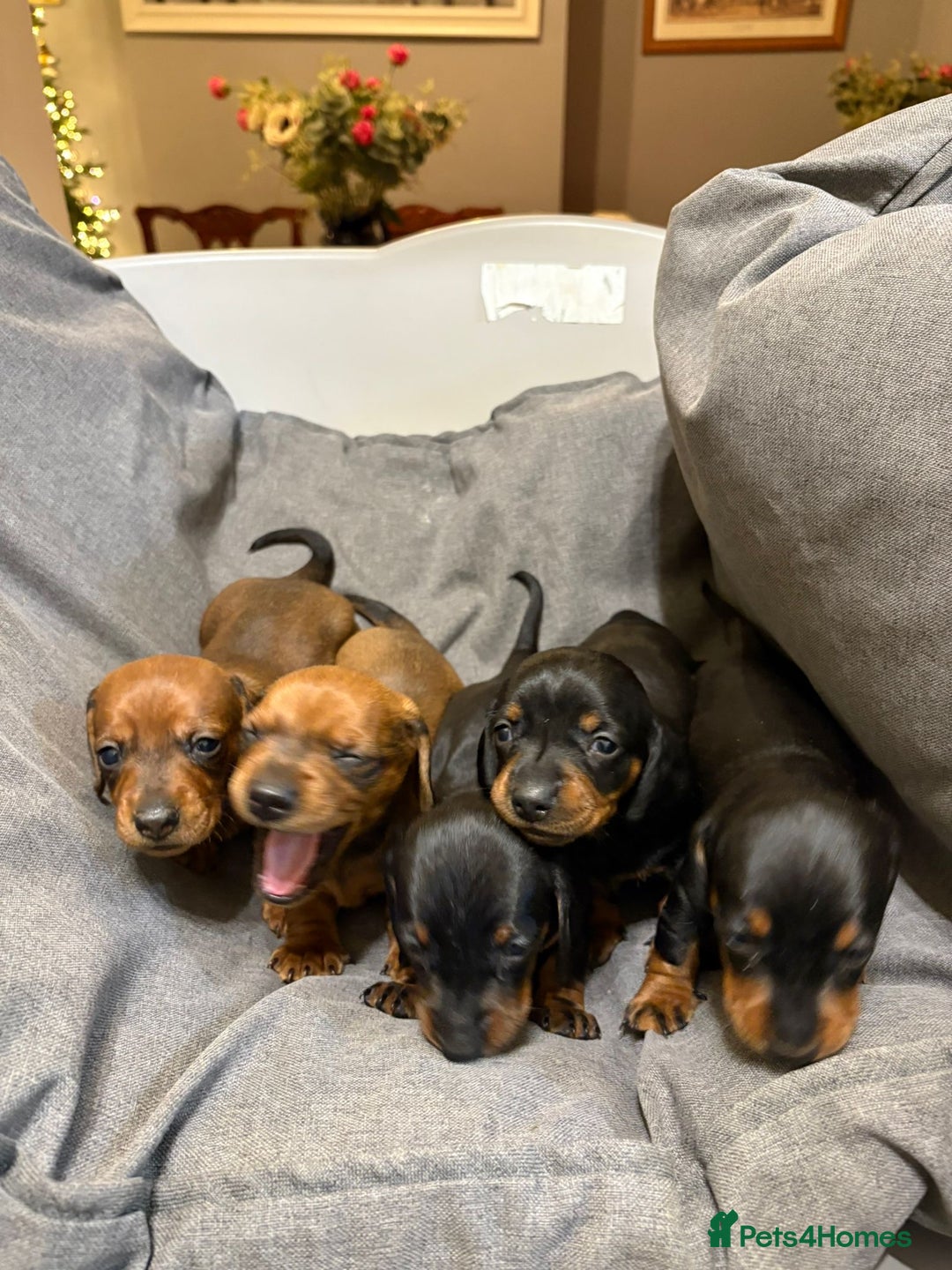 Dachshund dogs for sale: Miniature/standard dachshund puppies - Advert 5