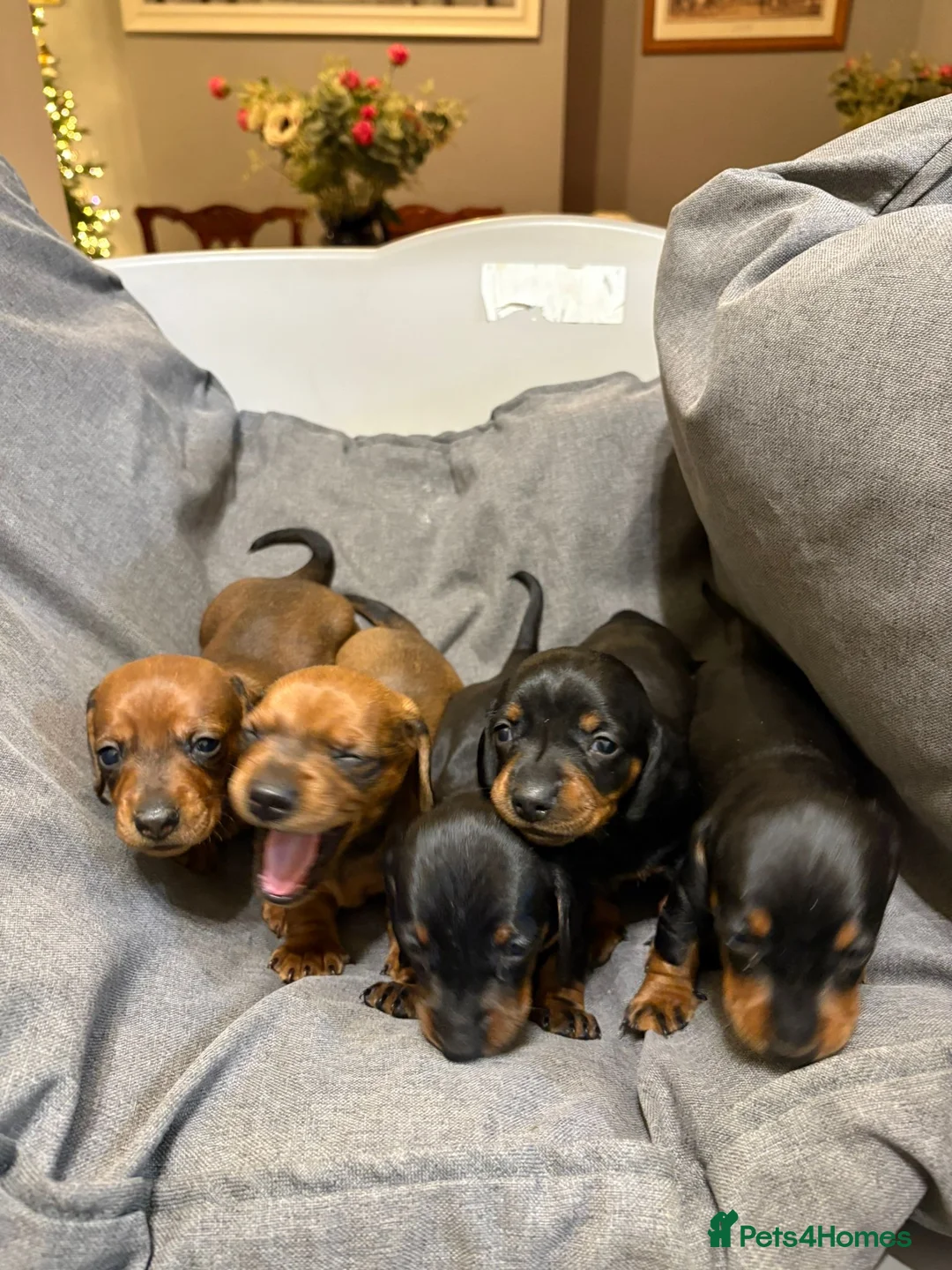 Dachshund dogs for sale: Miniature/standard dachshund puppies - Advert 3