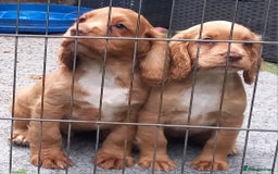 Cocker Spaniel dogs for sale: Beautiful kc reg male cocker spaniel - Image 16