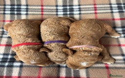 Cockapoo dogs for sale: Stunning F1 cockerpoo puppies - Image 2