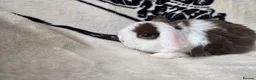 Mini Lop rabbits for sale: Stunning mini lops available  - Advert 4