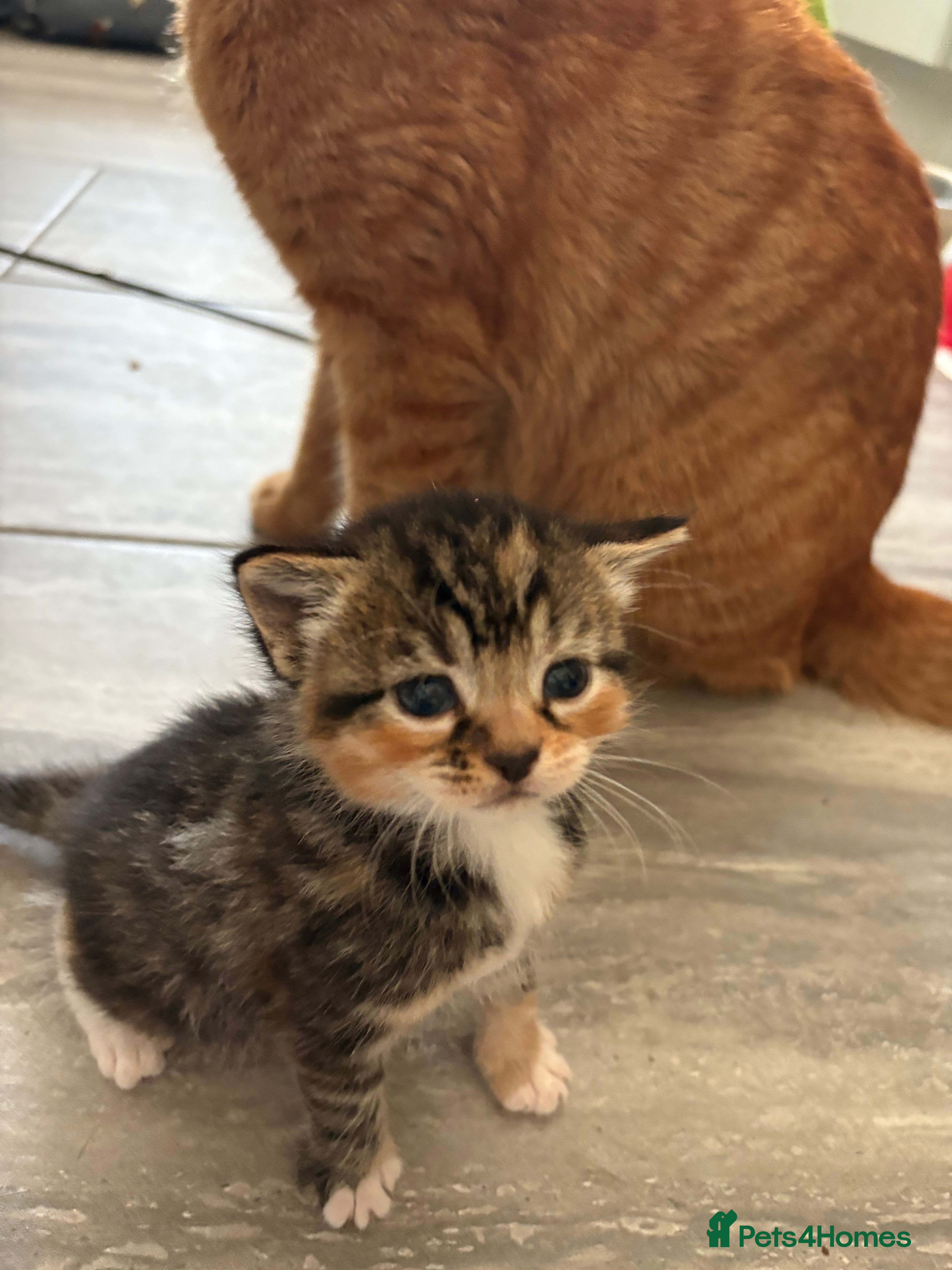 Mixed Breed cats  Stunning, Friendly & Confident Kittens - Advert 2