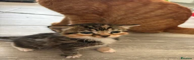Petal